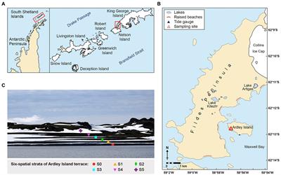 Antarctic Ardley Island terrace — An ideal place to study the marine to terrestrial succession of microbial communities